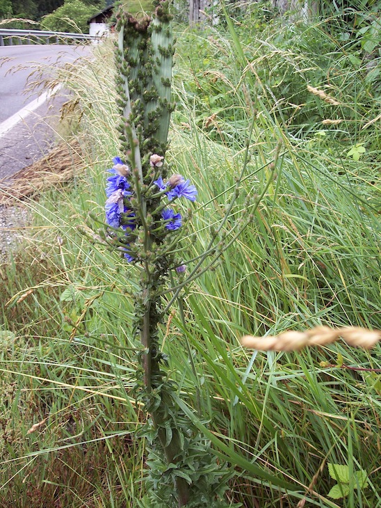 Cichorium intybus, fasciazione